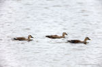 昨年の同期にはほとんど見られなかったカルガモの群れ。